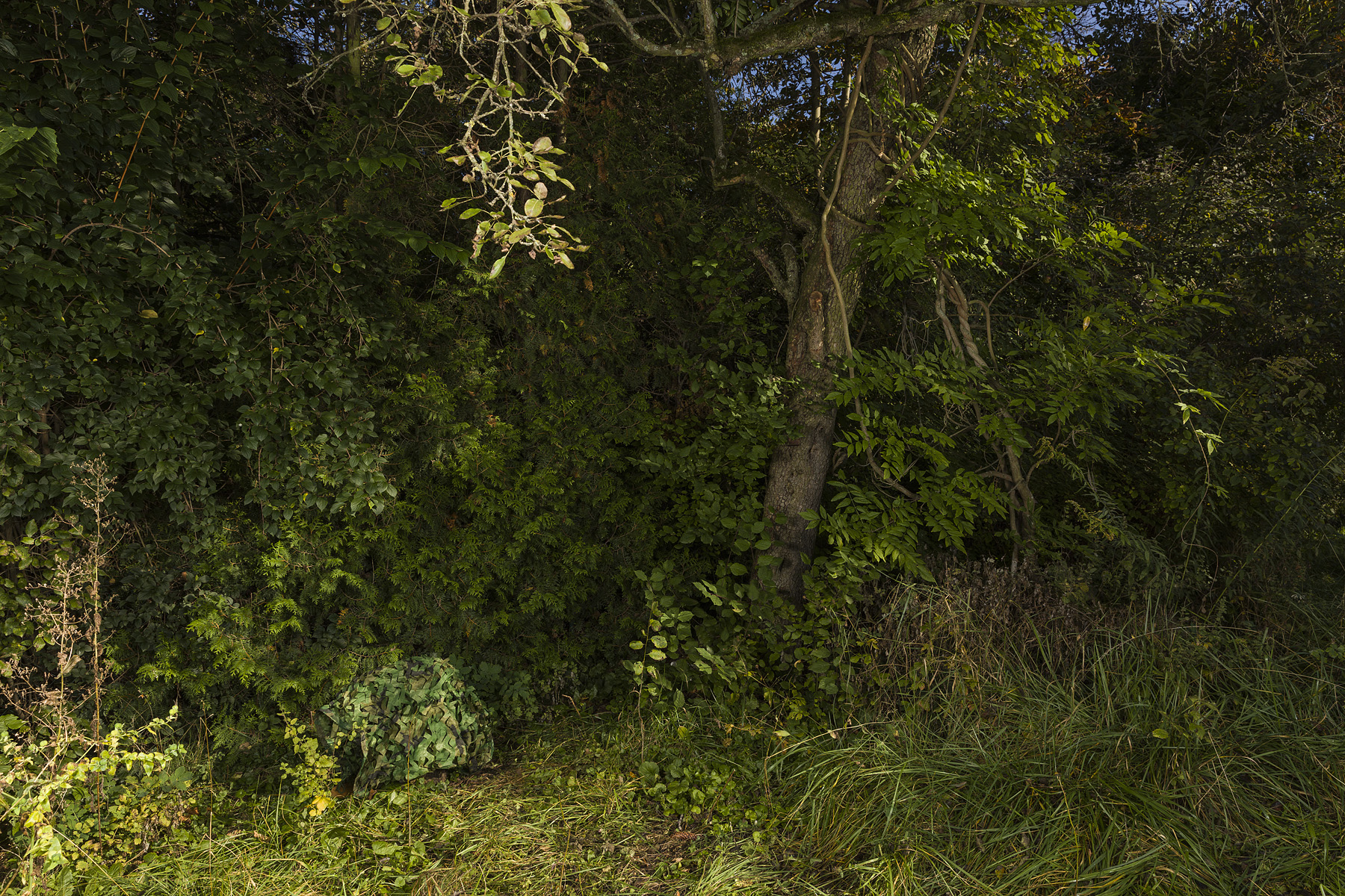 OADE#4 Anna Hjalmarsson — Lockrop