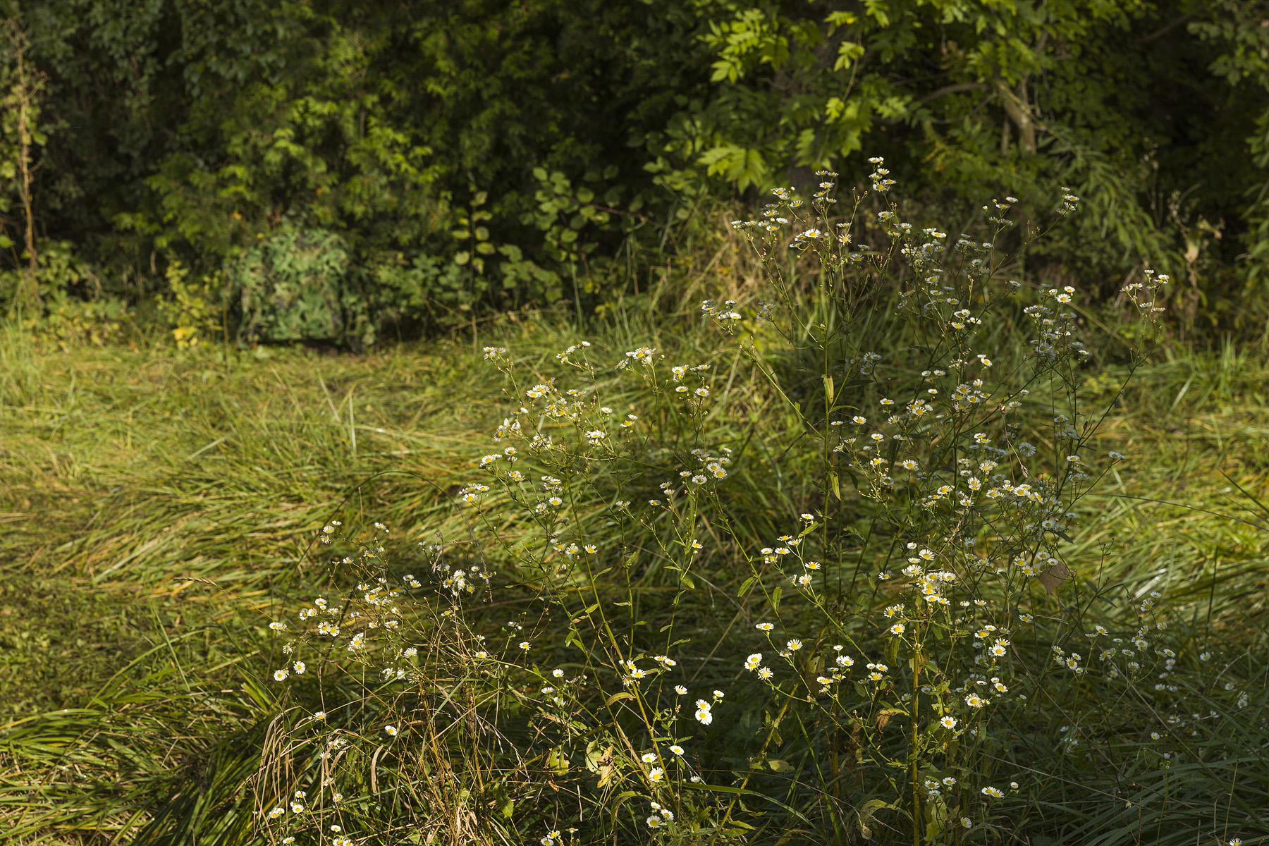 OADE#4 Anna Hjalmarsson — Lockrop