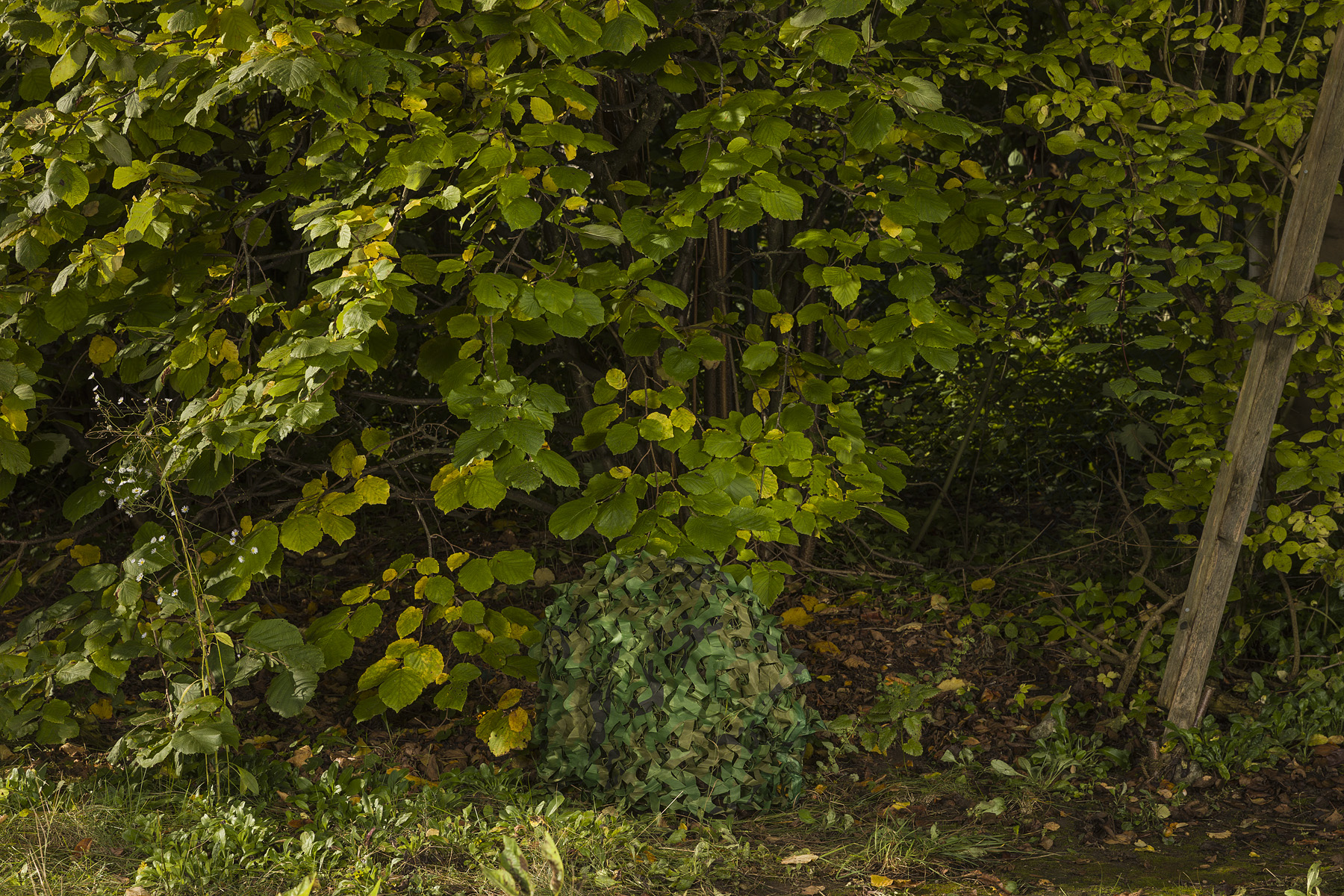 OADE#4 Anna Hjalmarsson — Lockrop